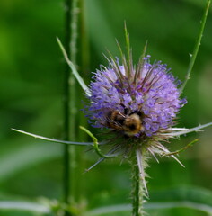 Bee on thistle