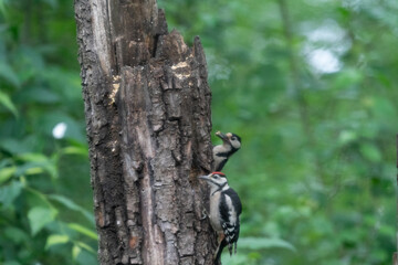 The Great Spotted Woodpecker (Dendrocopos major)
