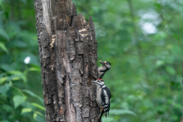 Fototapeta premium The Great Spotted Woodpecker (Dendrocopos major)