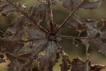 withered plant alone, with dark background