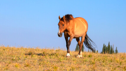Dun colored pregnant wild horse mare on mountain ridge in the western United States