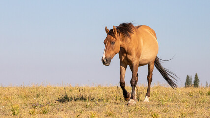 Pregnant buckskin colored Wild Horse mare in the Pryor Mountains Wild Horse Range on the border of...