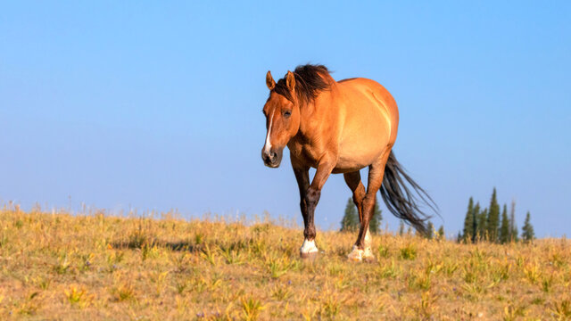 Dun colored pregnant wild horse mare on mountain ridge in the western United States