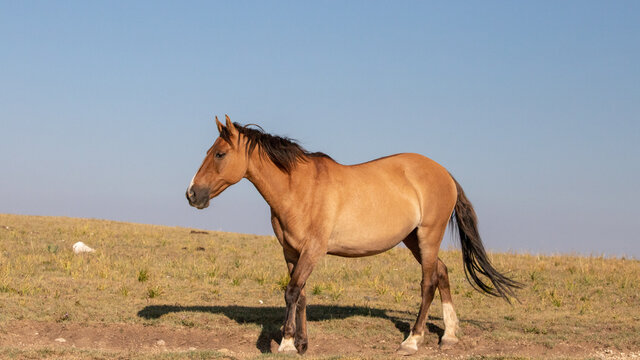 Pregnant buckskin colored Wild Horse mare on mountain ridge in the western United States