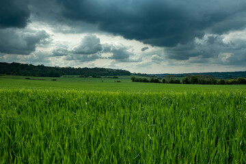 Obraz premium Wheat field, England