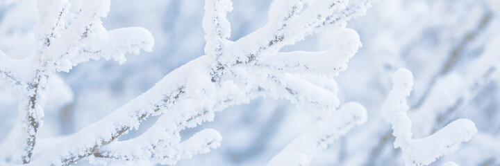 Snow and rime ice on the branches of bushes. Beautiful winter background with twigs covered with...