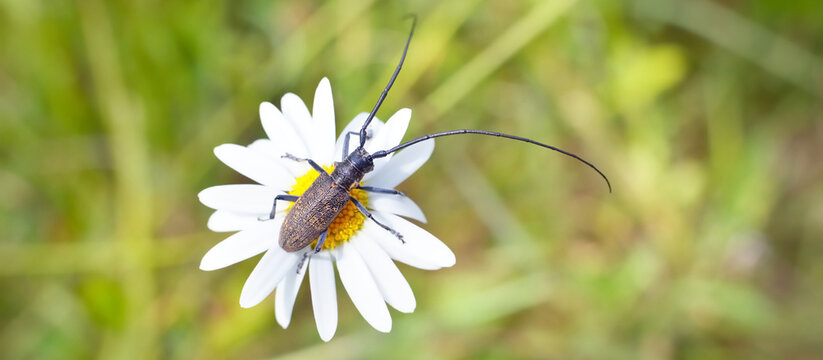 Beetle Monochamus sutor (wood pest) in natural habitat, extreme close-up on a chamomile flower. Entomology, insects, environmental conservation, science, education concepts