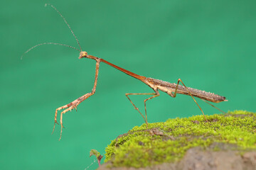 A praying mantis is perched on a bush.