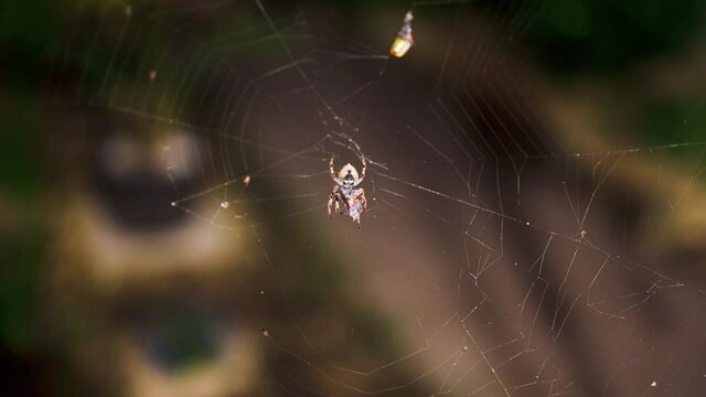 orb spider on spider web eating a dead bug he trapped shot at night in Australia