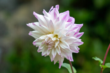 Single Pink and White Dahlia Flower, Close-up Macro