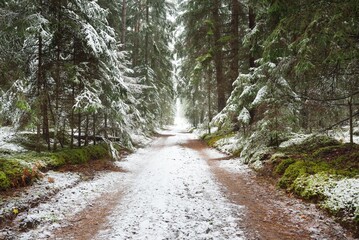 Pathway (rural road, natural tunnel) through the majestic snow-covered evergreen forest on a cloudy winter day. Mighty pine and spruce trees. Snow hills, blizzard. Christmas vacations, ecotourism - obrazy, fototapety, plakaty