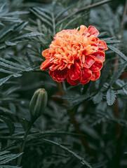 A marigold bud is on fire in a flower bed