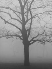 nature et brouillard