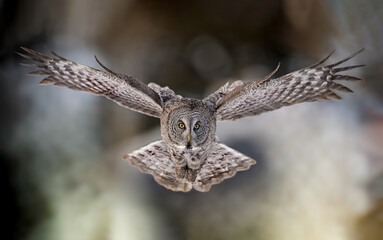 A great grey owl in flight  - obrazy, fototapety, plakaty