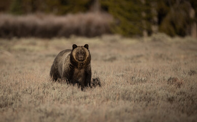 A grizzly bear in Grand Teton National Park 