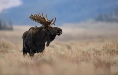 Fototapete Bison A moose in Grand Teton National Park 