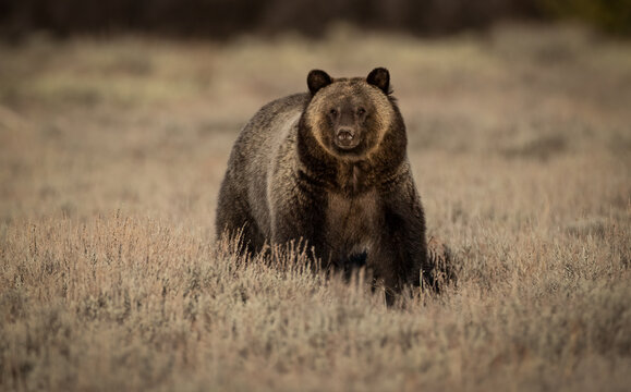 A Grizzly Bear In Grand Teton National Park 