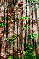Creeper plant on bamboo wall.