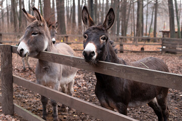 Two donkeys are standing by the fence. Swish creatures. Farm animals