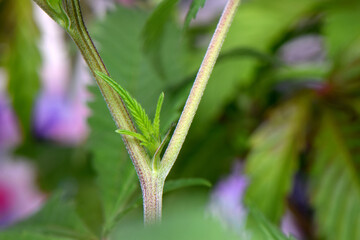 Cannabis Leaf Sprout 01