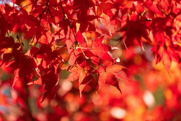 Autumn leaves at gomyo dam , red maple leaves , higashikagawa city, Kagawa, Shikoku, Japan