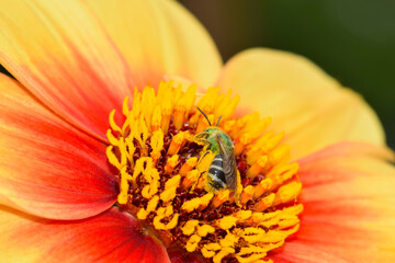 Nestled Bee in Dahlia