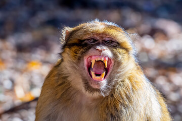 Obraz na płótnie Canvas Macaque Apes Living In The Cedar Woods Near Azrou, Morocco, Africa