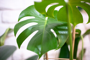 Fototapeta na wymiar monstera deliciosa, Monstera, liście, roślina, Roślina Monstera doniczkowa