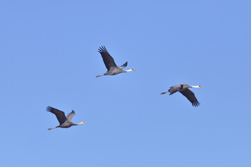 Fototapeta na wymiar 飛翔するナベヅルの家族（鹿児島県・出水市） 