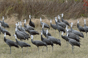 畑に群れるナベヅル（鹿児島県・出水市）
