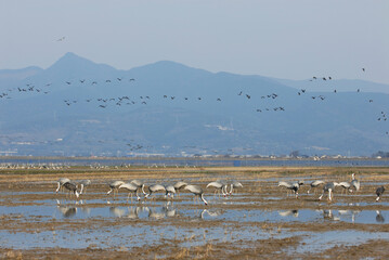 干拓地で餌を食べるマナヅルの群（鹿児島県・出水市）

