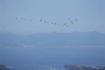 マナヅルの北帰行（鹿児島県・長島町）
