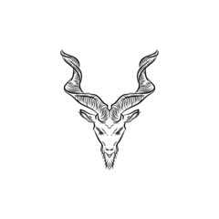 Markhor head animal logo design hand drawn illustration for inspiration