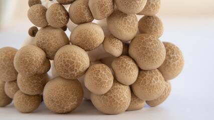 日本のしめじ”Japanese Shimeji mushroom”