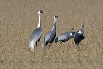 マナヅルの家族（鹿児島県・出水市）
