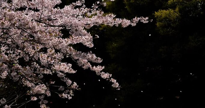 Cherry blossoms are fluttering in the soft breeze.
4K 60fps edited to 30fps.
