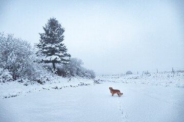 Naklejka na ściany i meble Golden retriever dog on a winter walk
