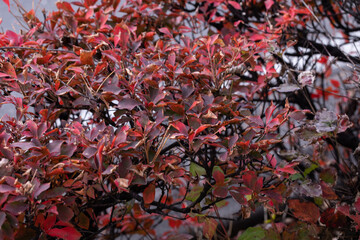 赤く紅葉した木々　Autumn colors