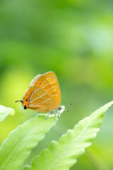 アカシジミ The Orange Hairstreak