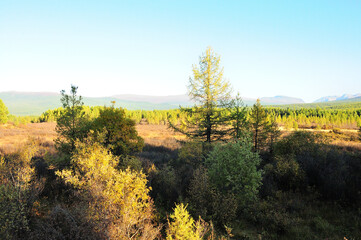 A look through the trunks of low pines to the mountain tundra overgrown with low coniferous forest.