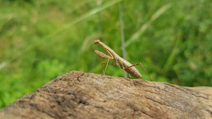 mantis on top of a stump