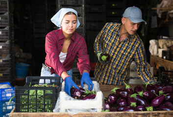 Couple of young smallholder farmers peeling and sorting freshly picked ripe purple eggplants....