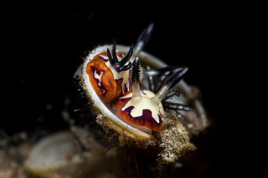A pair of Goniobranchus fidelis nudibranch