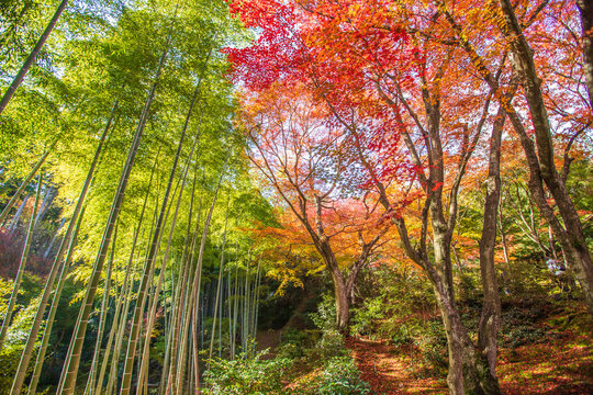 京都　 常寂光寺の紅葉と竹林　