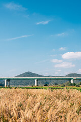 Mir island autumn reed field in Gongju, Korea