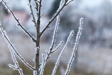 Icy Frosted Branches