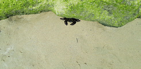 Crab on the beach