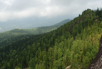 forest in the mountains