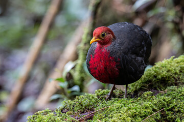 Nature wildlife bird of crimson-headed partridge on deep jungle rainforest, It is endemic to the island of Borneo