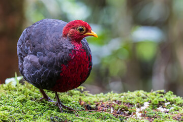 Nature wildlife bird of crimson-headed partridge on deep jungle rainforest, It is endemic to the island of Borneo